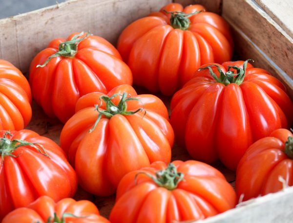 Tomaat ancienne coeur de boeuf 1 Tomaat ancienne coeur de boeuf