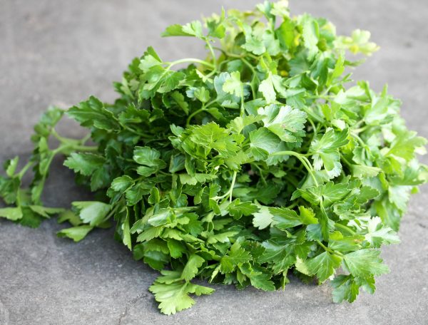 Platte peterselie 1 Platte peterselie